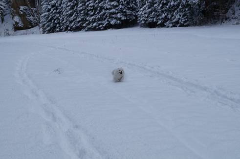 Hof Sommerberg Camillo im Schnee